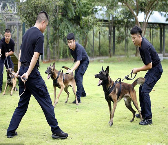 <b>警犬防范展示</b>