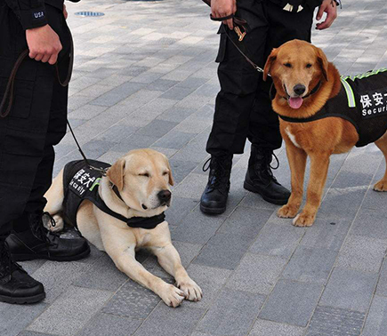 警犬防范展示